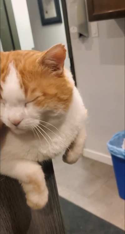 Cat with the flippers? ?
