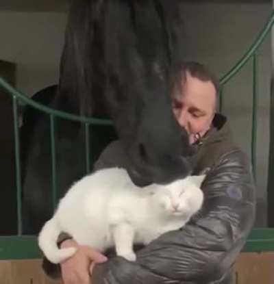Horse Monch The Cat