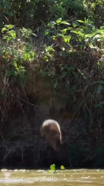 ? Capybara alerts herd of Jaguar's presence with a call and dive bombs to escape