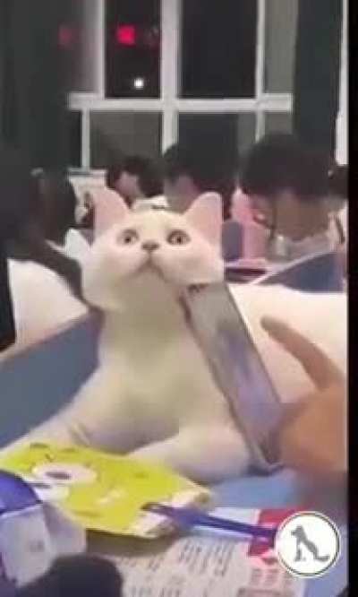 hardworking cats