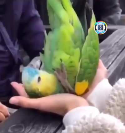 That's a cute borb derp
