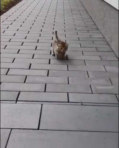 Criminal on the loose!