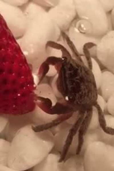 ? Mr Crabs eating some healthy veg