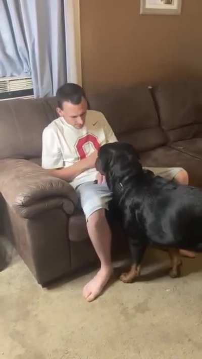Rottweiler and owner face-off