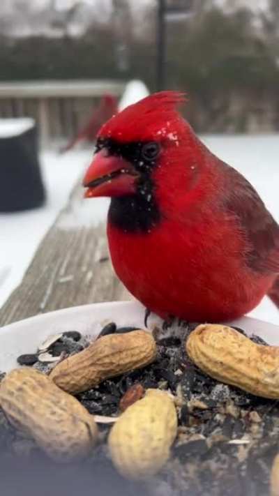 Pow ?