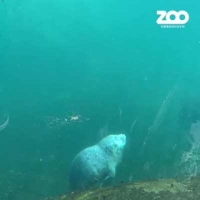 seal cub falls asleep and fails to stay afloat