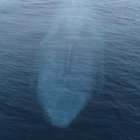 ? The Mighty Blue Whale