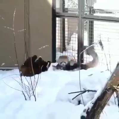 ? These two red pandas appear to be slapboxing