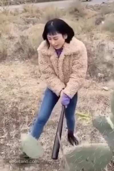 Cactus fights back