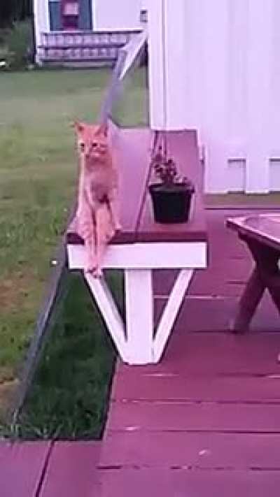Cat just chillin