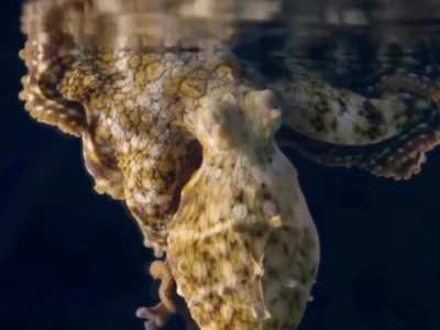 Did you know Octopuses change colour when they dream