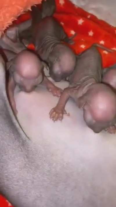 feeding her baby gollums