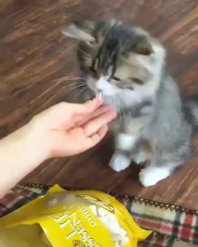 Cat.