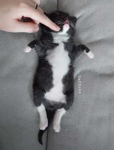 Comforting my little Fluff while hes asleep! ?