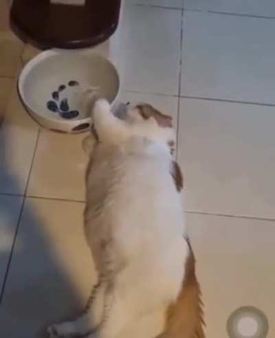 Lazy bum ?