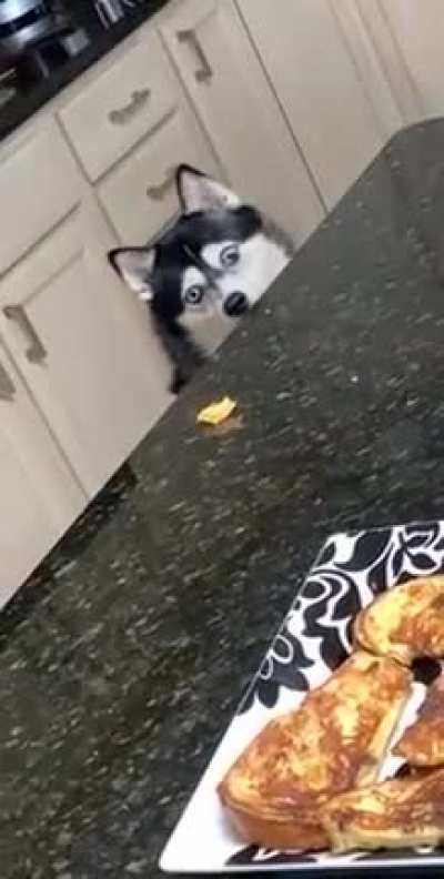 Food? pass this delight here?