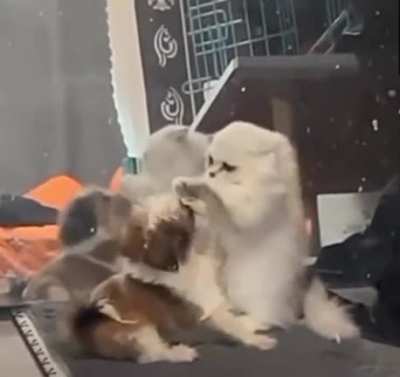 Baby slaps