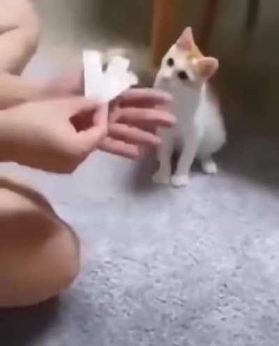 Kitten