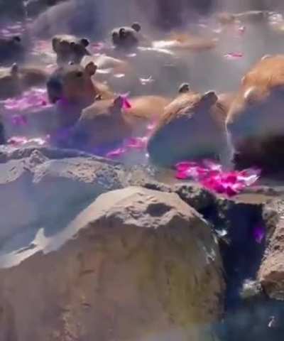 My heaven of capybaras