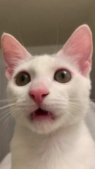 too much catnip??