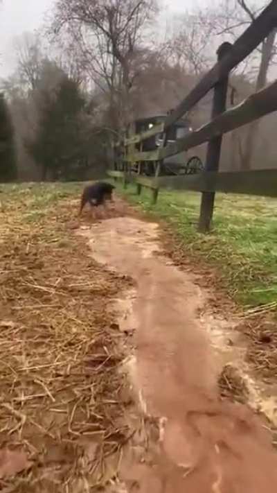 Those little happy hops and spin with speed are nextfuckinglevel