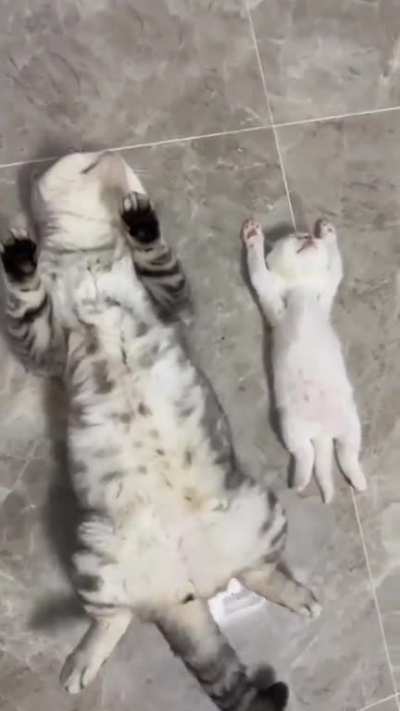 they're laid flat or they've laid flat like this