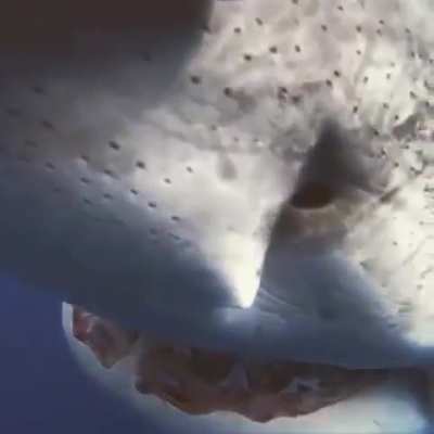 ? Underwater cameraman gently redirecting a great white shark ?