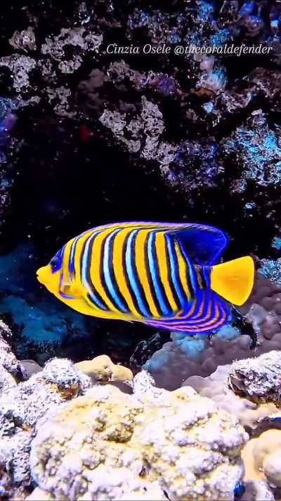 ?The Regal Angelfish might be one of the most beautiful fish on Earth.