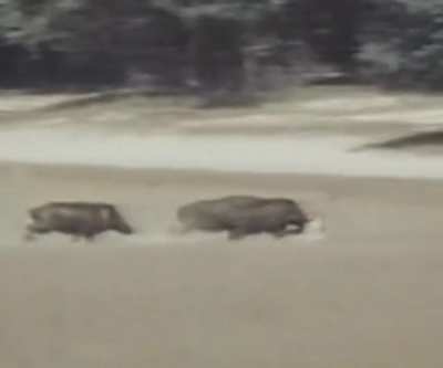 Leopard messes the wrong hogs
