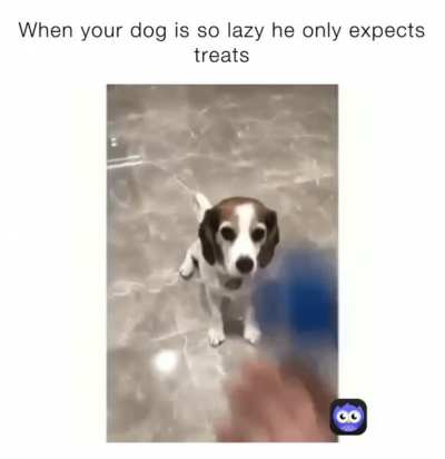 my dog is also lazy