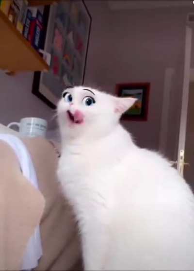 Cat- cartoon ???