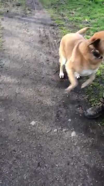 Every dog papi knows this stubborn kind of his baby ?