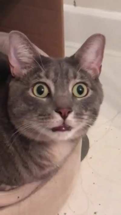 Archer.exe has crashed