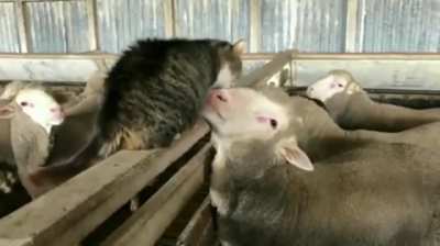 Kitty loves his sheep bro