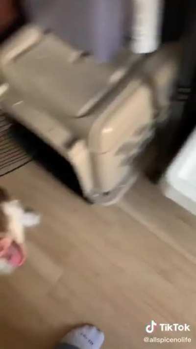 Dog only eats food when its "microwaved"