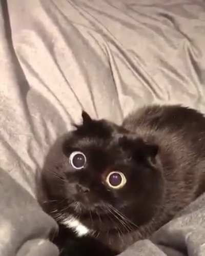 Eyes ?