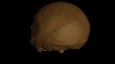 A large skull found in China, dubbed the "Dragon Man," or Homo longi. This new species could replace Neanderthals as our closest relative.