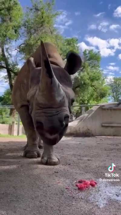 rhino melon!