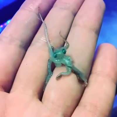 ? Blue baby octopus. ?