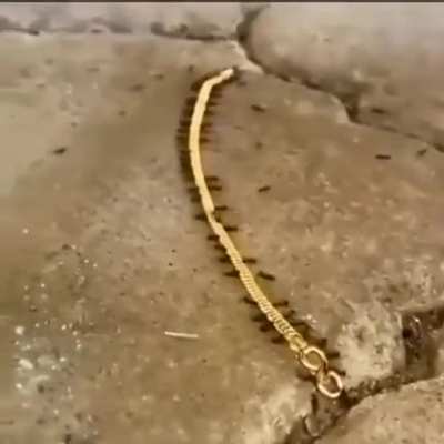 ? Ants carrying a golden bracelet as a team. Where do you think they are taking it to?