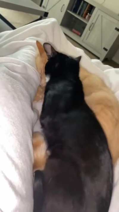 This is the cutest thing I've ever seen ?