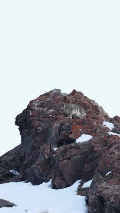 ? Happy International Snow Leopards Day 2025 from Ladakh, India
