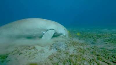 ? A dugong, accompanied by juvenile golden trevallies, feeding on sea grass in the Red Sea