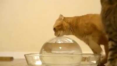 Mmhh tasty, wait what's this?! WATER!!!