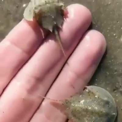 ? Teeny tiny horseshoe crabs ?
