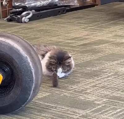 Cat slacks off at work