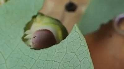 ? Caterpillar eating a leaf.