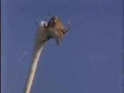 Spiders on Drugs
