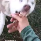 don't pet it