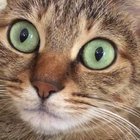 Cat hiccups